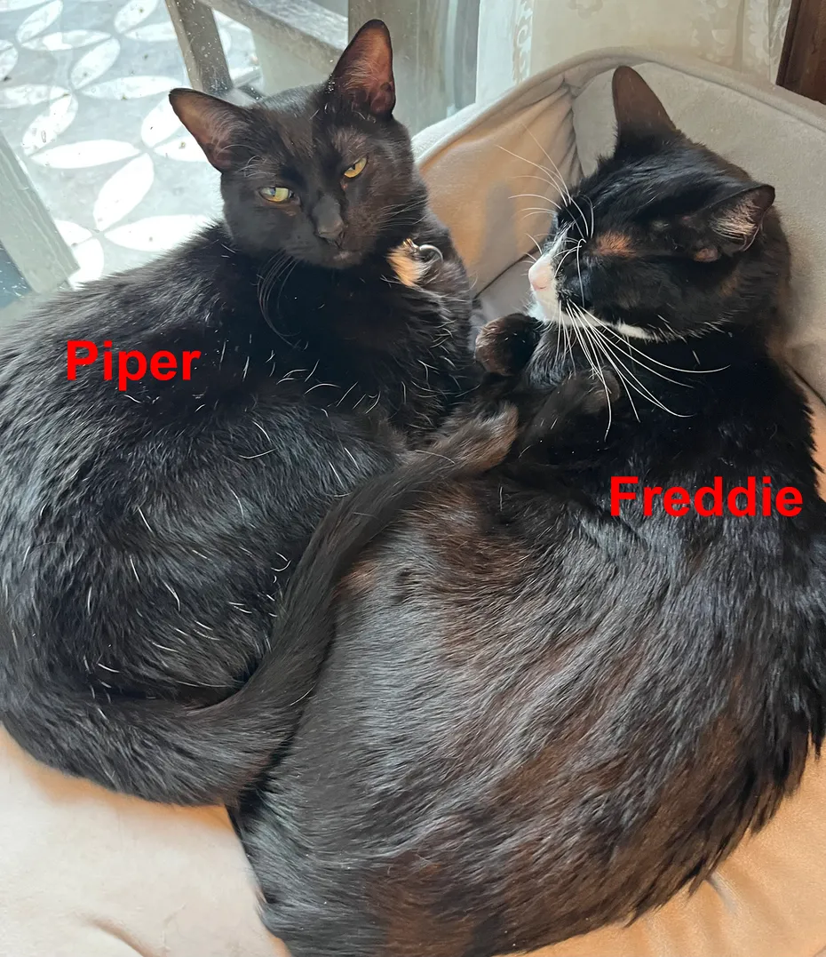 Everything I Need to Know About Cartoon Comedy, I Learned From My Pets - PiperandFreddie