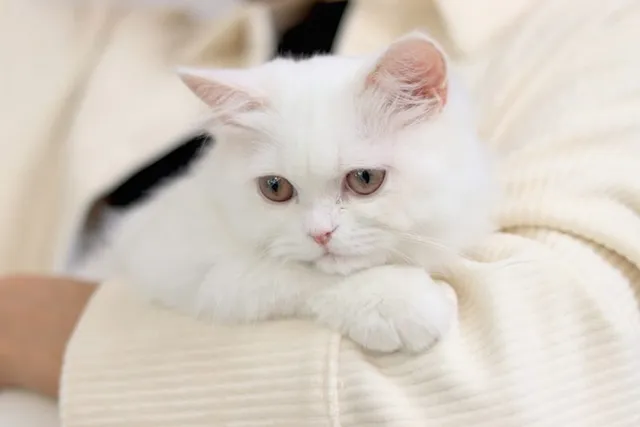 15 Clingy Cat Breeds: Info, Pictures & Facts (Vet Verified)