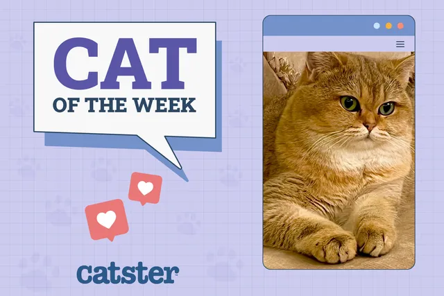 Catster Photo Contest: Cats of the Week Winners (Jan 2, 2025)