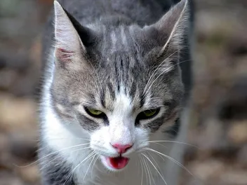 What Does It Mean When a Cat Is Panting? 7 Vet-Reviewed Reasons