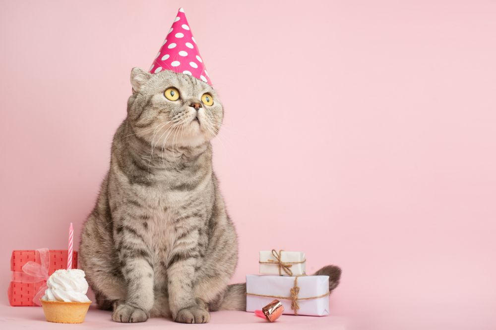 cat birthday party with a hat on