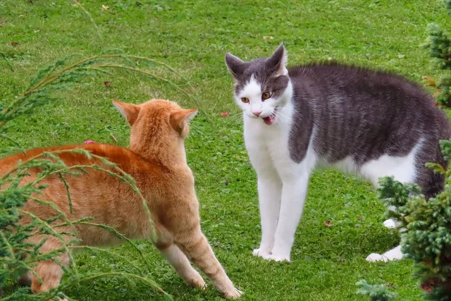 How to Introduce a Cat to Another Aggressive Cat: Our Vet Answers