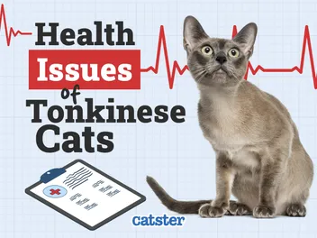 Tonkinese Cat Health Problems: 7 Vet-Reviewed Concerns