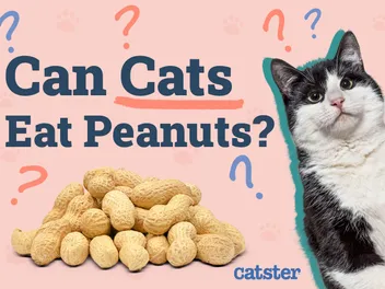Can Cats Eat Peanuts? Vet Reviewed Health Benefits & Precautions