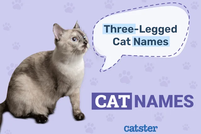 140 Three-Legged Cat Names: Adorable Names For Your Tripod Feline