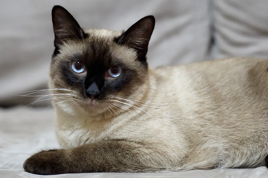 close up of a cat lying on bed