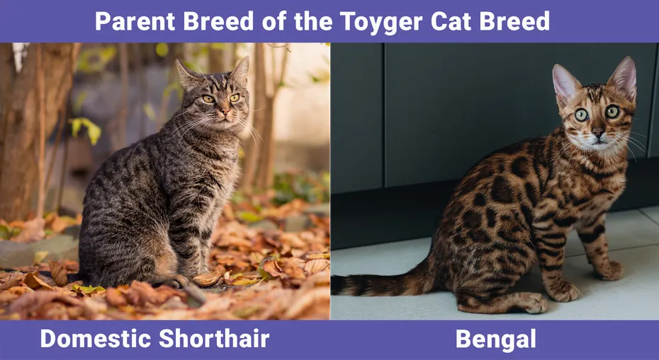 Parent Breed of the Toyger Cat Breed