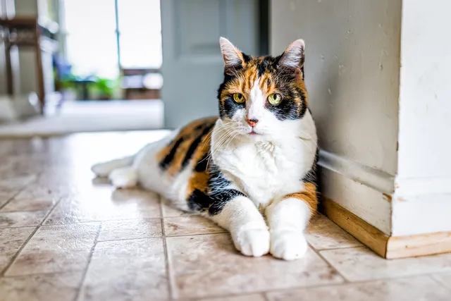 Calico Cats Personality: Info, Pictures, Origins & History
