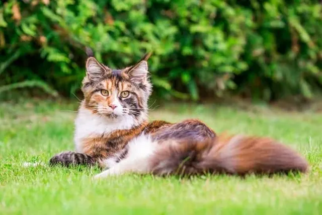Are All Calico Cats Female? Vet-Verified Info & Fun Facts