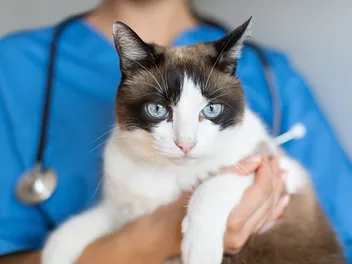 Natural Ways to Deworm Your Cat At Home: Vet Explained Safety Concerns