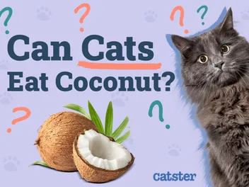 Can Cats Eat Coconut? Vet-Reviewed Health Benefits & Risks