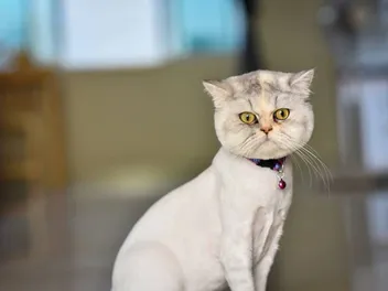 Shaving Your Cat: Vet Verified Pros & Cons