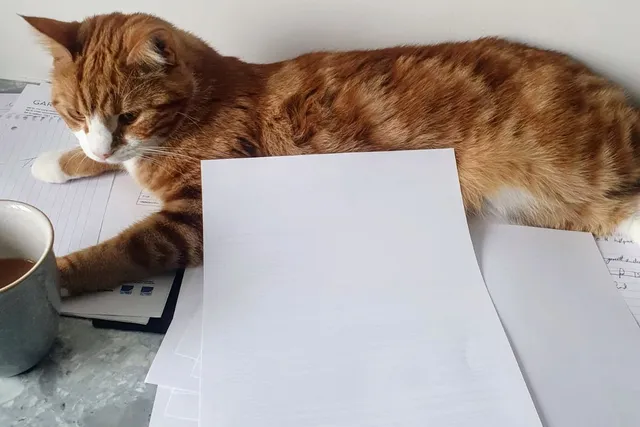 One Man's Trash is Another Cat's Treasure (with Video)