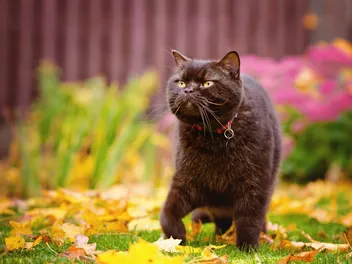 How Many Legs Does a Cat Have? Vet Approved Facts & FAQ