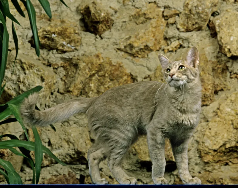 Longhair Oriental Domestic Cat at home