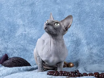 Blue Sphynx Cat: Info, Pictures, History & Facts