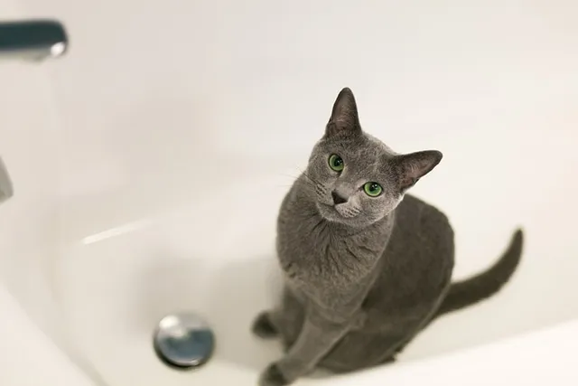 6 Vet-Reviewed Reasons Why Your Cat Poops in the Tub & How to Fix It