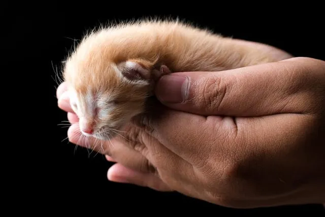 Why Do Kittens Sometimes Die Suddenly? Vet-Verified Causes & Facts