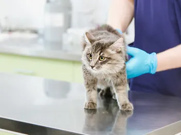 Will Spaying Calm a Female Cat? Vet-Reviewed Effects, Benefits & Risks