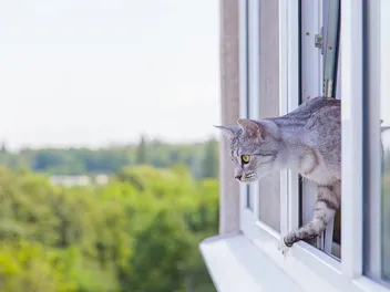 What Happens When Cats Fall Out of High Windows? (Vet-Answer)