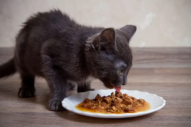 3 Homemade Cat Gravy Recipes: Vet Approved Healthy Options