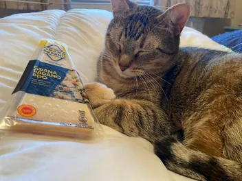 Who Moved My Cheese? Ways to Help a Cat Through Change