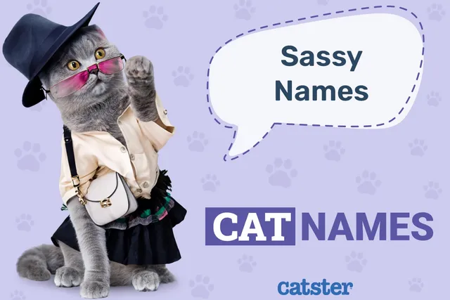 100+ Sassy Cat Names: Ideas for Bold & Feisty Cats