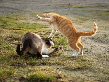 My Older Cat Is Playing Rough With My Cat, Is That Normal? Vet-Reviewed Facts & FAQ