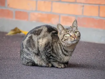 How to Treat Lice in Feral Cats: 4 Tips & Tricks (Vet Answer)