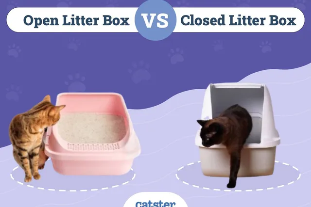Open vs. Closed Litter Box: Main Differences, Pros & Cons