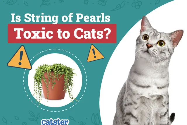 Is String of Pearls Toxic to Cats? Vet-Verified Toxicity & Safety