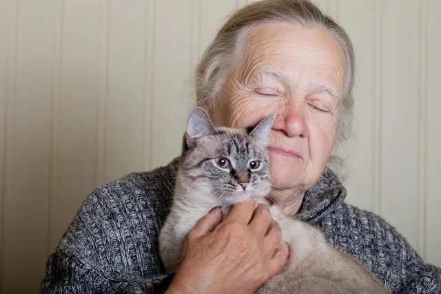 How Geriatric Felines Are Helping to Unlock the Mysteries of Alzheimer's Disease