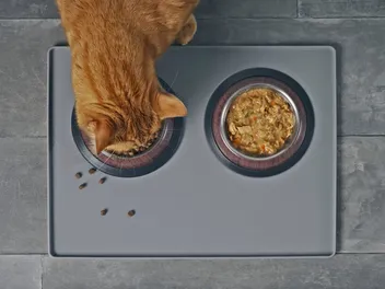10 Best Cat Foods Made in the USA in 2026 - Reviews & Top Picks