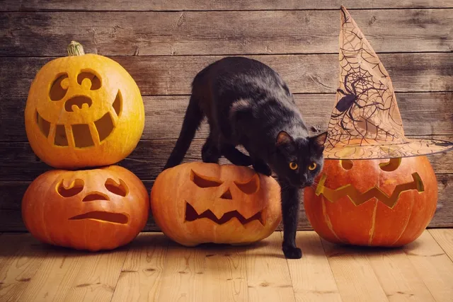 What Can I Do With My Cat on Halloween? 7 Ways to Keep Them Safe