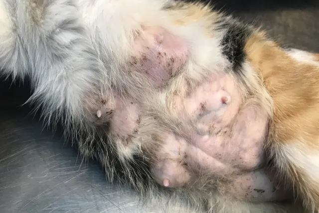 Breast Cancer in Cats: Signs, Causes & Care (Vet Answer)