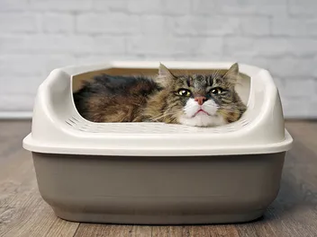 10 Senior Cat Litter Box Solutions: Vet-Approved Tips & Recommendations