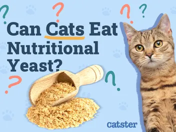 Can Cats Eat Nutritional Yeast? Vet-Reviewed Facts & FAQ