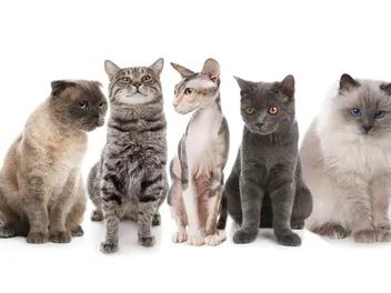 How Many Cat Breeds Are There in the World? (2026 Update)