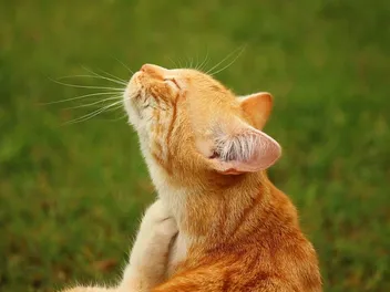 Guide to Dry Skin on Cats: 9 Vet-Reviewed Causes & Treatments