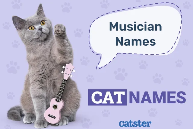 600 Musical Cat Names: Groovy Ideas for Your Kitty
