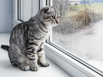 Can a Cat Predict the Weather? Vet-Verified Facts & FAQ