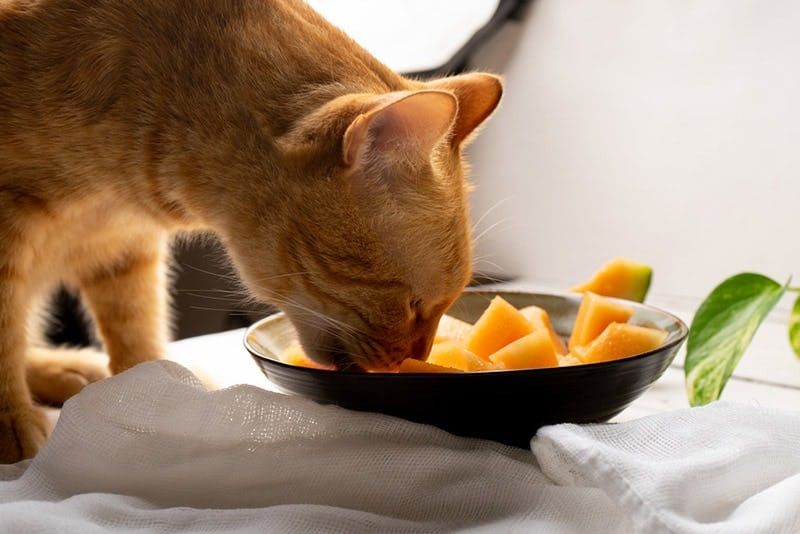 cat eating cantaloupe