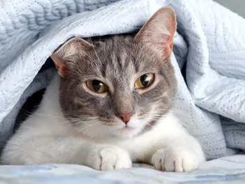 Will My Cat Suffocate if They Sleep Under a Blanket? Vet-Approved Facts & FAQ