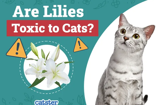 Are Lilies Toxic to Cats? Vet-Verified Facts & Safety Tips