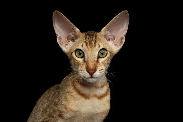 22 Most Expensive Cat Breeds in The World (Info, Pictures & Prices)