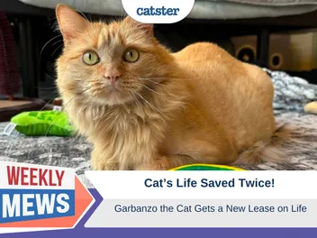 Cat's Life Saved Twice: Garbanzo Gets a New Lease on Life (with Video)