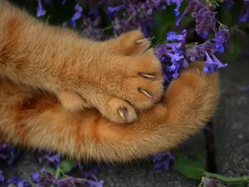 My Cat Lost a Claw - Do Cat Claws Shed? Vet-Reviewed Facts & Advice