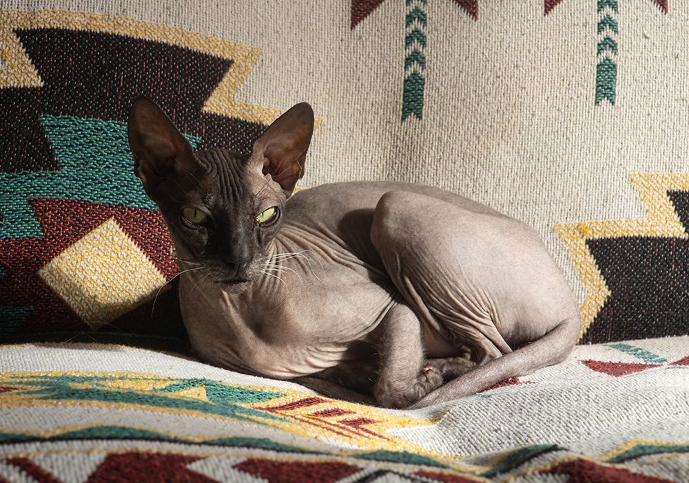a donskoy cat lying on the sofa
