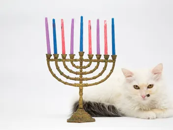 8 Best Hanukkah Cat Gifts in 2026 - Reviews & Top Picks