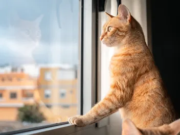 6 Ways to Stop Your Cat From Falling Out of a Window